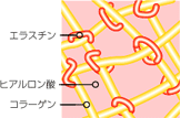皮膚の断面図2